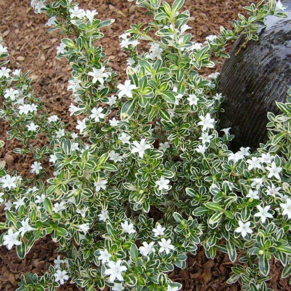 最新园林植物及其应用